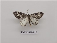 藏品(尺蛾114)的圖片